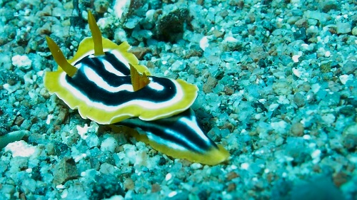 Wonders of macro marine life In Eel Canyons, Aqaba, Jordan